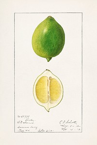 Vintage limes illustration mockup. Digitally enhanced illustration from U.S. Department of Agriculture Pomological Watercolor Collection. Rare and Special Collections, National Agricultural Library.