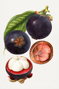 Vintage mangosteens illustration mockup. Digitally enhanced illustration from U.S. Department of Agriculture Pomological Watercolor Collection. Rare and Special Collections, National Agricultural Library.