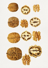 Vintage walnuts illustration mockup. Digitally enhanced illustration from U.S. Department of Agriculture Pomological Watercolor Collection. Rare and Special Collections, National Agricultural Library.