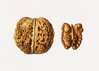 Vintage english walnuts illustration mockup. Digitally enhanced illustration from U.S. Department of Agriculture Pomological Watercolor Collection. Rare and Special Collections, National Agricultural Library.