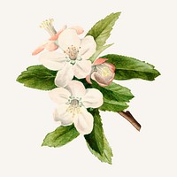 Vintage crab apple flowers illustration vector. Digitally enhanced illustration from U.S. Department of Agriculture Pomological Watercolor Collection. Rare and Special Collections, National Agricultural Library.