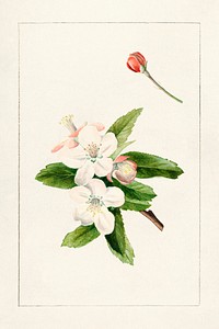 Vintage crab apple flowers illustration mockup. Digitally enhanced illustration from U.S. Department of Agriculture Pomological Watercolor Collection. Rare and Special Collections, National Agricultural Library.