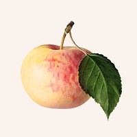 Vintage apple illustration vector. Digitally enhanced illustration from U.S. Department of Agriculture Pomological Watercolor Collection. Rare and Special Collections, National Agricultural Library.