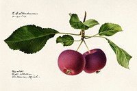 Vintage apple twig illustration mockup. Digitally enhanced illustration from U.S. Department of Agriculture Pomological Watercolor Collection. Rare and Special Collections, National Agricultural Library.