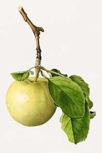 Vintage green apple twig illustration mockup. Digitally enhanced illustration from U.S. Department of Agriculture Pomological Watercolor Collection. Rare and Special Collections, National Agricultural Library.