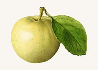 Vintage green apple illustration vector. Digitally enhanced illustration from U.S. Department of Agriculture Pomological Watercolor Collection. Rare and Special Collections, National Agricultural Library.