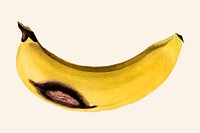 Vintage banana illustration vector. Digitally enhanced illustration from U.S. Department of Agriculture Pomological Watercolor Collection. Rare and Special Collections, National Agricultural Library.
