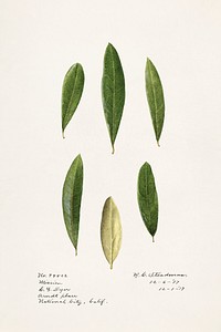 Vintage olive leaves illustration mockup. Digitally enhanced illustration from U.S. Department of Agriculture Pomological Watercolor Collection. Rare and Special Collections, National Agricultural Library.