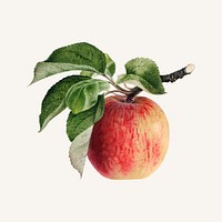 Vintage apple illustration vector. Digitally enhanced illustration from U.S. Department of Agriculture Pomological Watercolor Collection. Rare and Special Collections, National Agricultural Library.