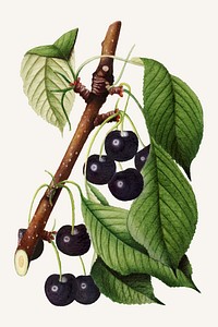 Vintage branch of cherry vintage illustration vector. Digitally enhanced illustration from U.S. Department of Agriculture Pomological Watercolor Collection. Rare and Special Collections, National Agricultural Library.