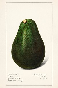 Vintage avocado illustration mockup. Digitally enhanced illustration from U.S. Department of Agriculture Pomological Watercolor Collection. Rare and Special Collections, National Agricultural Library.