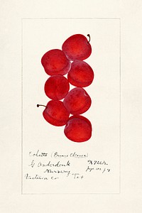 Vintage plums illustration mockup. Digitally enhanced illustration from U.S. Department of Agriculture Pomological Watercolor Collection. Rare and Special Collections, National Agricultural Library.