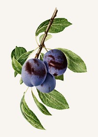 Vintage branch of plum illustration vector. Digitally enhanced illustration from U.S. Department of Agriculture Pomological Watercolor Collection. Rare and Special Collections, National Agricultural Library.