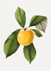Vintage branch of plum illustration mockup. Digitally enhanced illustration from U.S. Department of Agriculture Pomological Watercolor Collection. Rare and Special Collections, National Agricultural Library.