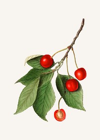Vintage branch of cherry illustration vector. Digitally enhanced illustration from U.S. Department of Agriculture Pomological Watercolor Collection. Rare and Special Collections, National Agricultural Library.