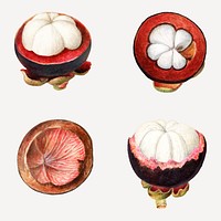 Hand drawn natural fresh mangosteen set vector