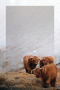 Scottish highland calves in the field frame mockup