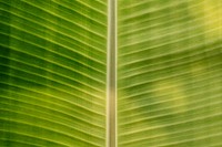Close up of a big green banana leaf
