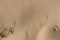 Dried plant on natural sand background