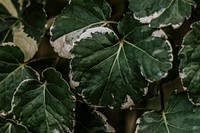 Close up of Polyscias Balfouriana leaves