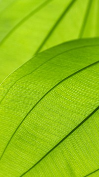 Line art pattern on green spade-leaf sword or creeping burhead leaf texture macro photography mobile wallpaper