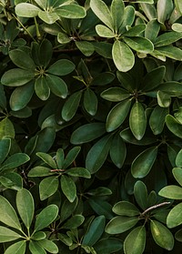 Fresh natural green Schefflera Arboricola background