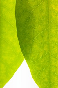 Star gooseberry leaves texture macro photography
