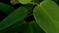 Close up of green Cigar flower leaves