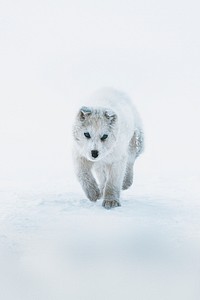 Cute Greenland sled dog puppy walking in the snow