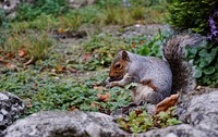 Gray eastern fox squirrel in the forest