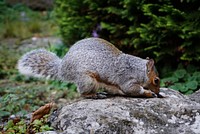 Gray eastern fox squirrel in the forest