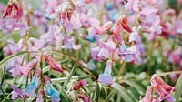 Blooming colorful vicia villosa in the wild