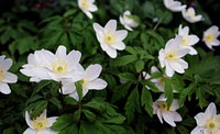 Blooming wood anemone in the wild