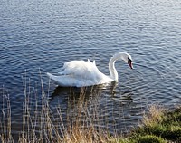 Mute Swan in a lake in England