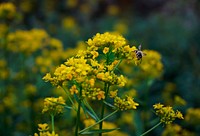 Bee pollinating a yellow plant in the wild