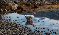 Wild duck in a lake