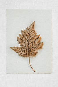 Dried brown leaf on white paper