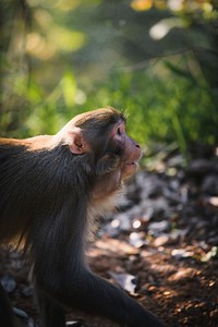 Closeup of Chinese mountain monkey