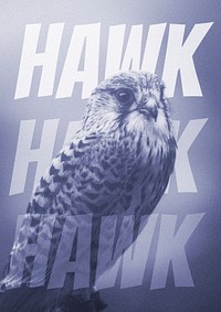 Closeup of a wild hawk background