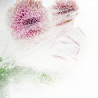 Beautiful pink chrysanthemum flowers and leaves frozen in ice with air bubbles