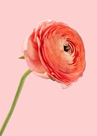 Pink ranunculus flower on a pink background