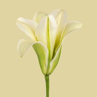 White lily flower social ads