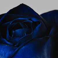 Blooming blue rose flower 
