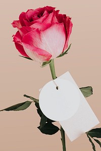 Rose flower with a tag
