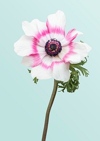 Blooming pink anemone flower