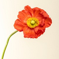 Close up of red poppy flower social ads