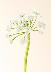 Natural white Allium Neapolitanum flower
