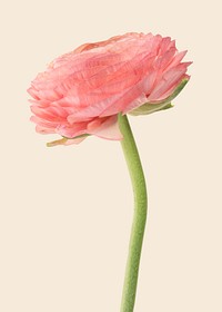 Blooming pink ranunculus flower