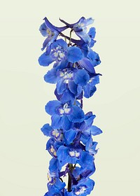 Blooming blue delphinium flower on a gray background