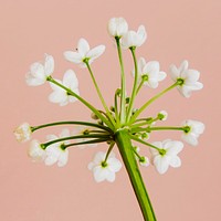 Natural white Allium Neapolitanum flower